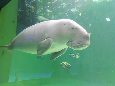 鳥羽水族館